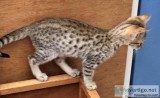 F1 to F4 Savannah Kittens