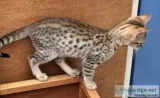 F1 to F4 Savannah Kittens