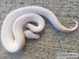Blue eye leucistic ball python for sale 