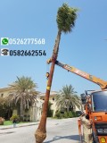 Florida palmtree 0526277568 sale dxb