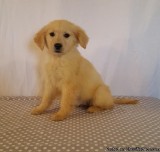 cuddly  Golden Retriever pups