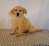 cuddly  Golden Retriever pups