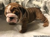 Healthy English Bulldog