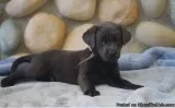 Petty  Labrador Retriever Pup