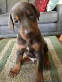 Amazing Doberman Pinscher puppies
