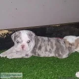 5mth AKC Blue Merle Triple Carrier Female English Bulldog