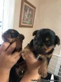 Yorkie yorky yorkys yorki Yorshire Teacup yorkis yorkies