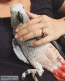African Grey Parrots