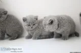 blue british shorthair kittens