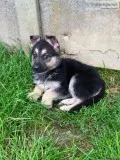 Both German shepherd puppies now