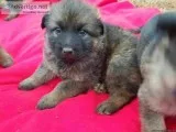 sound german open pupies for sell
