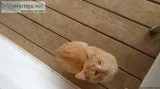 Orange female tabby