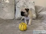 adorable    pugs    puppies    for     adoption