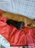 Little Chiweenie