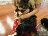 Adult sibling kitties need a loving home