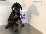 Purebred Doberman Puppies