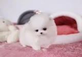 Top Quality micro tiny teacup Pomeranian Puppies