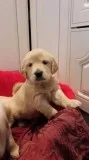 Adorable Golden RetrieverLab Puppies Ready to Go