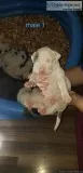 Pit Bull puppies ready 3312019