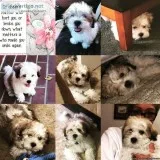 Mal-shi puppys