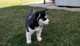 SIBERIAN     HUSKY    PUPPIES   FOR    ADOPTION