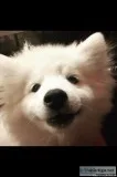 Pomeranian Puppy &ldquoCharlie&rdquo  5m