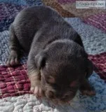 ABKC And UKC Bully pups