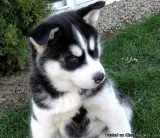 CUTE    HUSKY     PUPPIES    FOR    ADOPTION