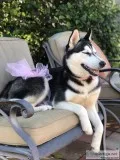 Purebred Siberian Husky