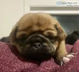 Purebred Fawn Female Pug