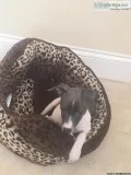 Purebred Italian Greyhound Puppy (bluewhite)