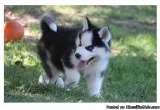 CUTE    SIBERIAN   HUSKY PUPPIES FOR REHOMING