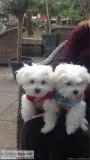 Very Tiny Exceptional Maltese Girl is Available For Adoption