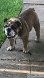 English Bulldog