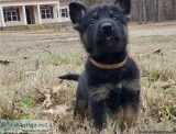 AKC Male GS Puppies Tan Collar