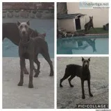 Doberman Female 6 months