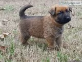 AKC Male and female  GS Puppies -Brown Collar