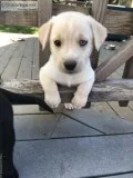Labrador Husky puppies