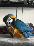 Talking Macaw Parrots