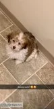 Schichon