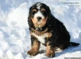 Stunning standard tri-color F1 Australian Bernedoodle male