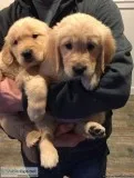 Golden Retriever Puppiess