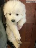 Maremma Sheepdog