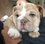 English bulldog puppies