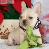 Stunning french bulldog puppies for sale