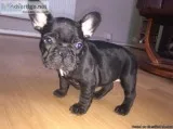 Charming MF French Bulldog Puppy