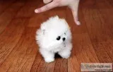 Pomeranian  pups