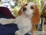 SPECIAL Promotions Beagle PUPS