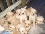 AKC Registered Golden Retriever Puppies Ready to go