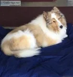 Sheltie male 8yr